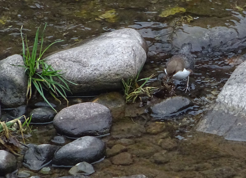 Cinclus cinclus  (Merlo acquaiolo)